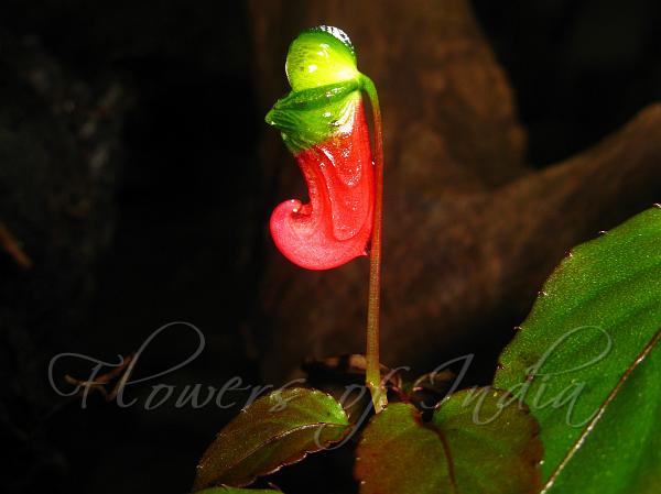 Parrot Balsam